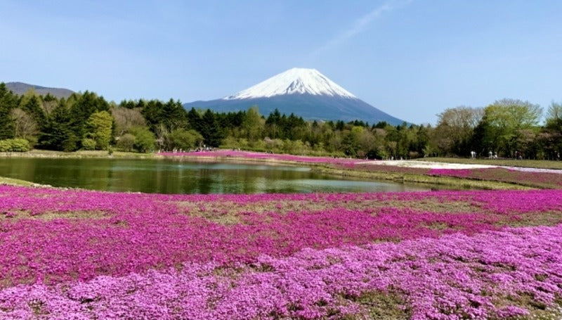 本栖湖畔にあるキャンプ場6選！コテージ付きの施設や富士芝桜まつりも解説