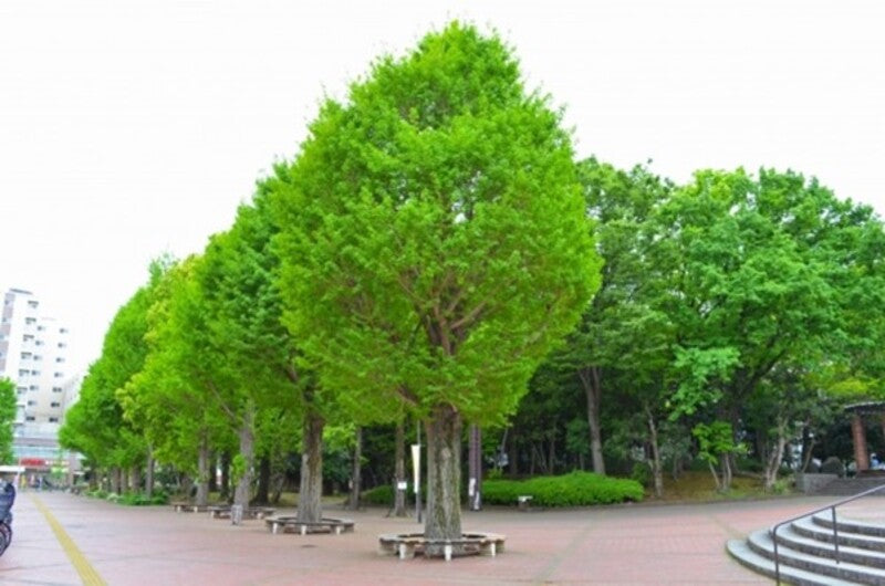 防災公園とは？6つの分類と設備の種類や全国の事例・イベントを解説