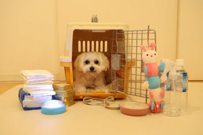 ペット同行避難とは？同伴避難との違いや避難所の受け入れ・備蓄品を解説