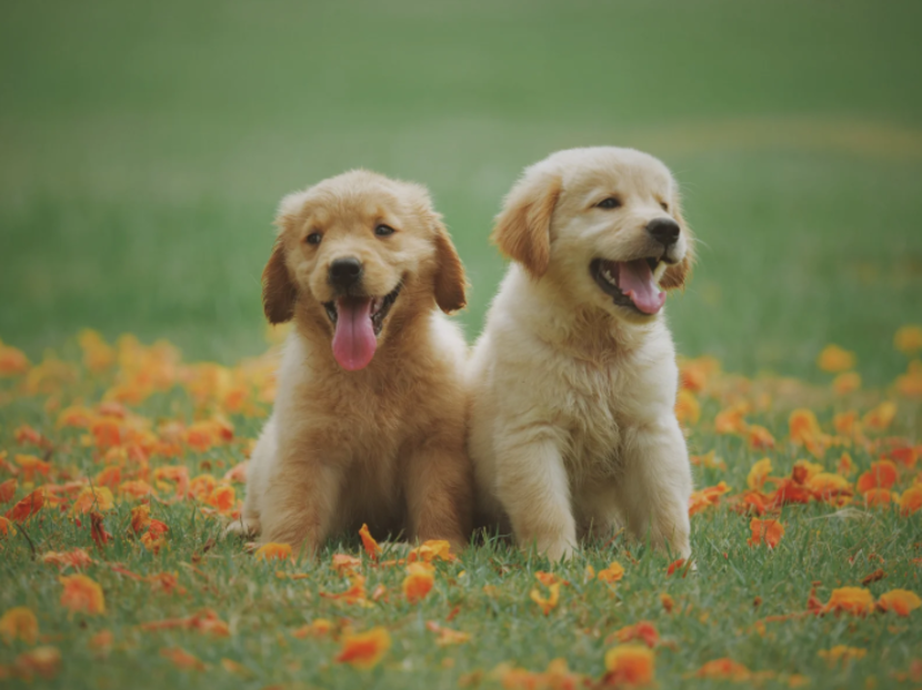 犬の熱中症対策5選！症状のチェックリストや応急処置・対策グッズも紹介