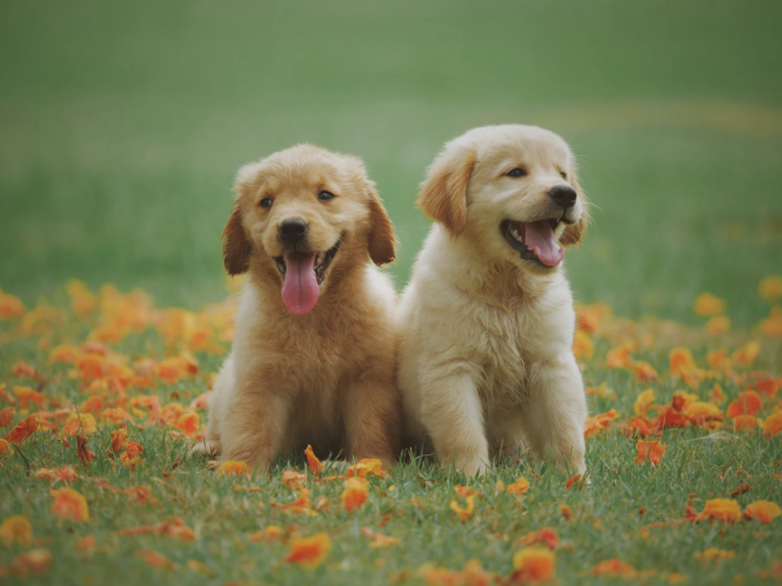 犬の熱中症対策5選！症状のチェックリストや応急処置・対策グッズも紹介