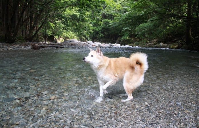 【関東】川遊びができる穴場スポット13選！子連れ向けに川があるキャンプ場も厳選