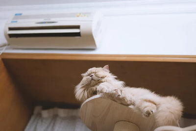 ペットの停電対策6選！留守中のリスクや犬・猫別の対策・備蓄品もご解説