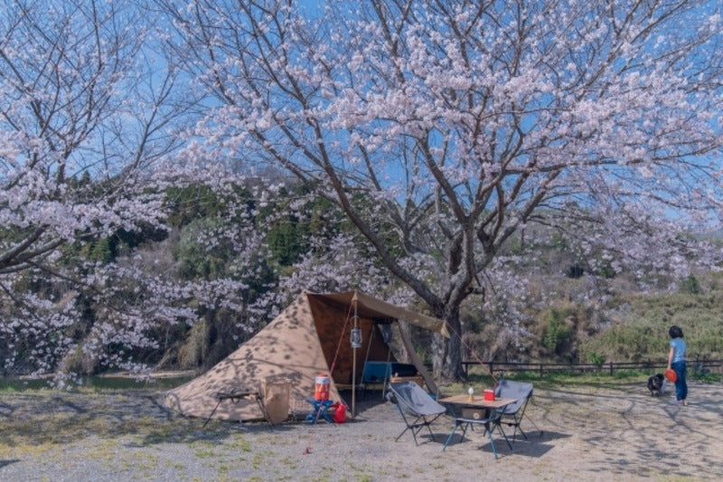 【2026年】桜がきれいなキャンプ場15選！関東・関西のお花見名所も厳選
