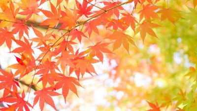 【2026年】関東の紅葉の見頃はいつ？名所・穴場スポット17選を紹介